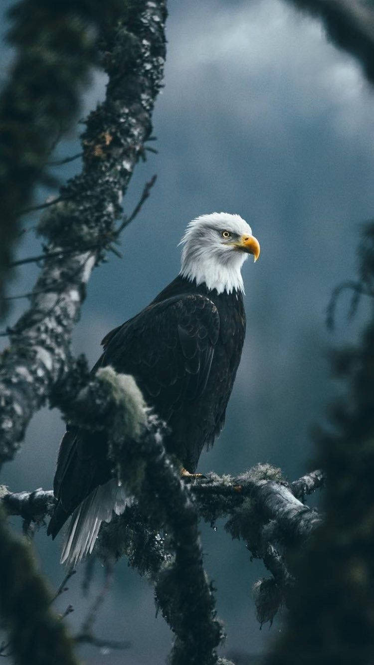 Eagle Emblem Of America Iphone Background