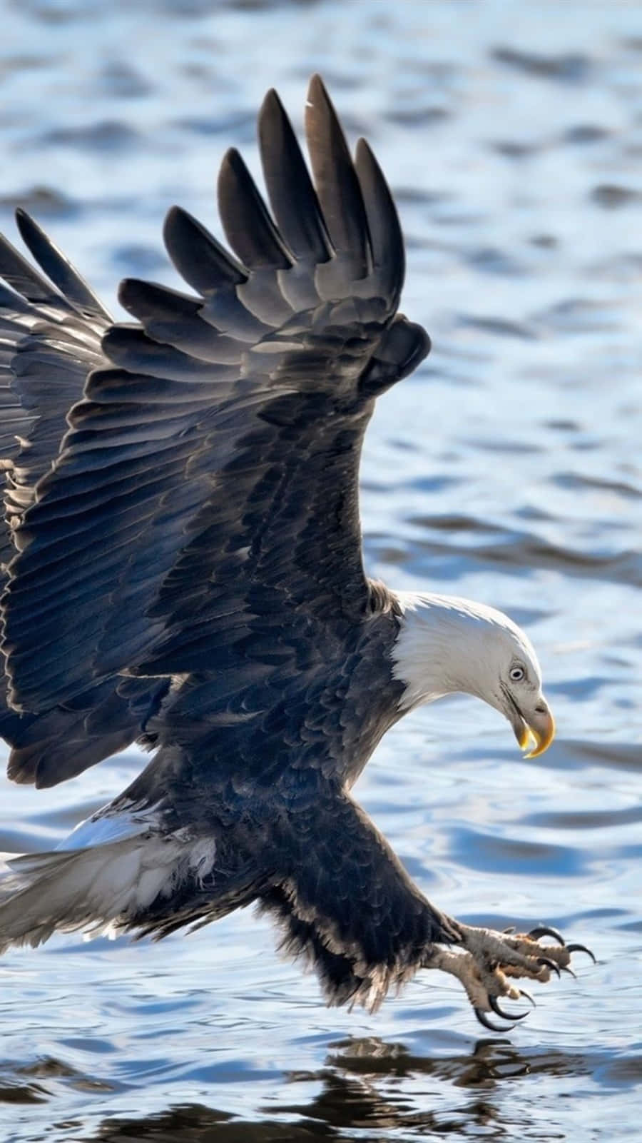 Eagle Hunting Iphone Background