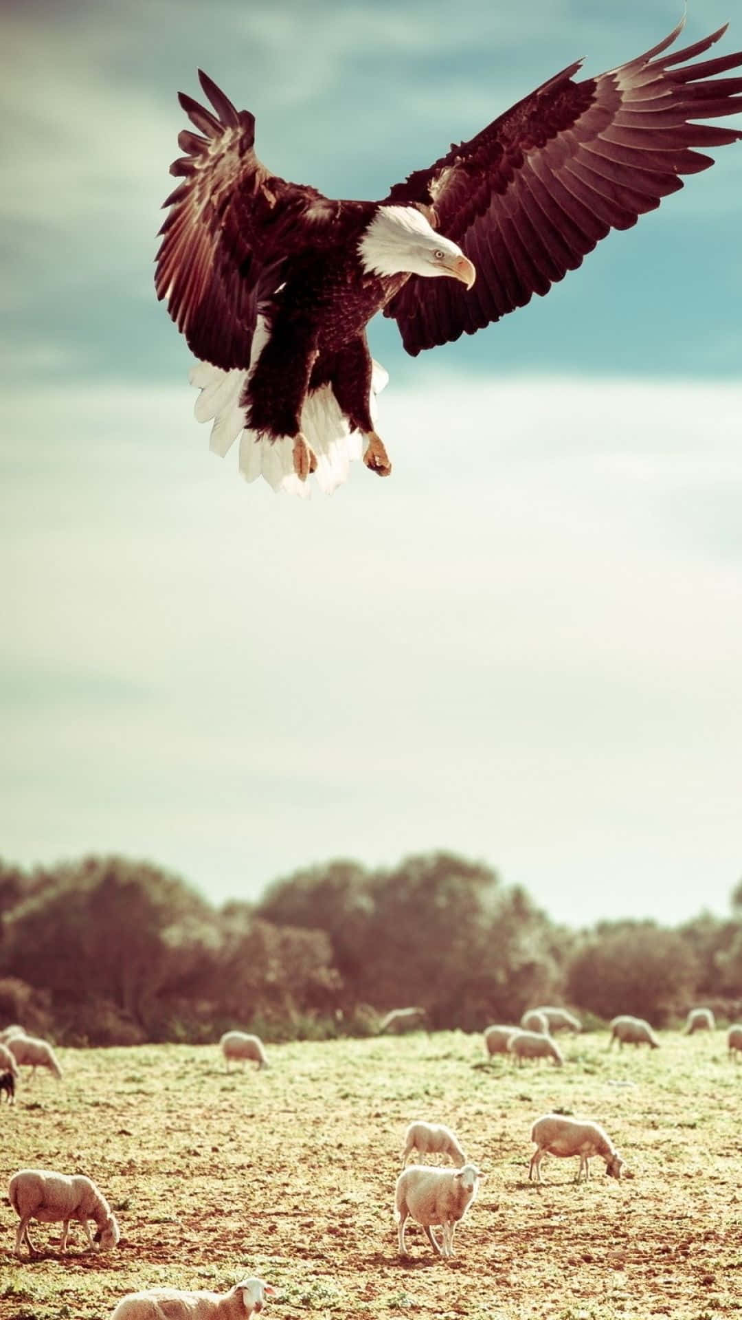 Eagle Hunting Iphone Background