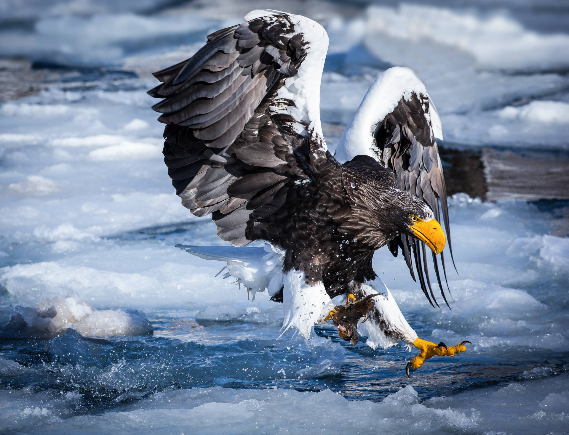 Eagle Hunting Prey In Frozen Lake Background