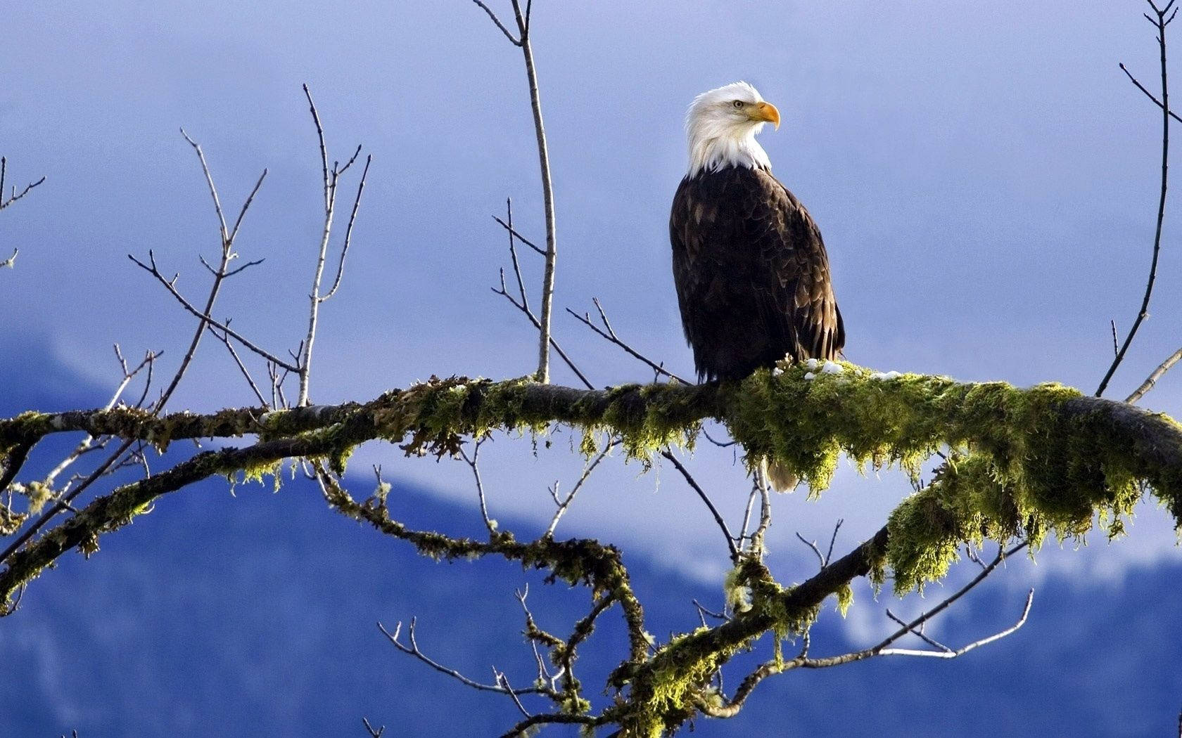 Eagle In Branch Of Tree Background