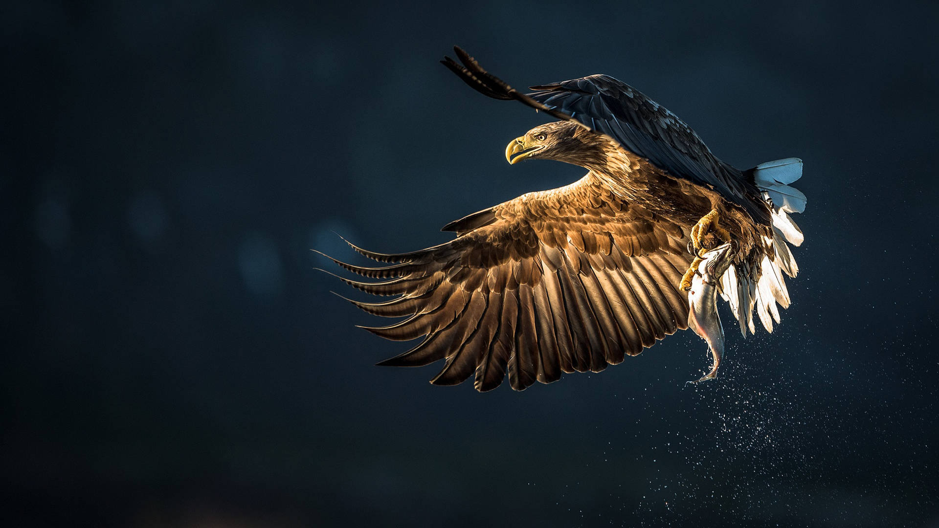 Eagle Mid-flap During Flight Background