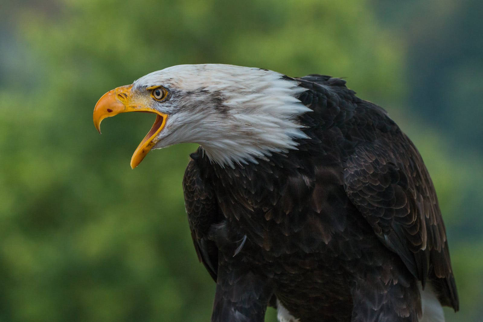 Eagle Mid-squawk Background