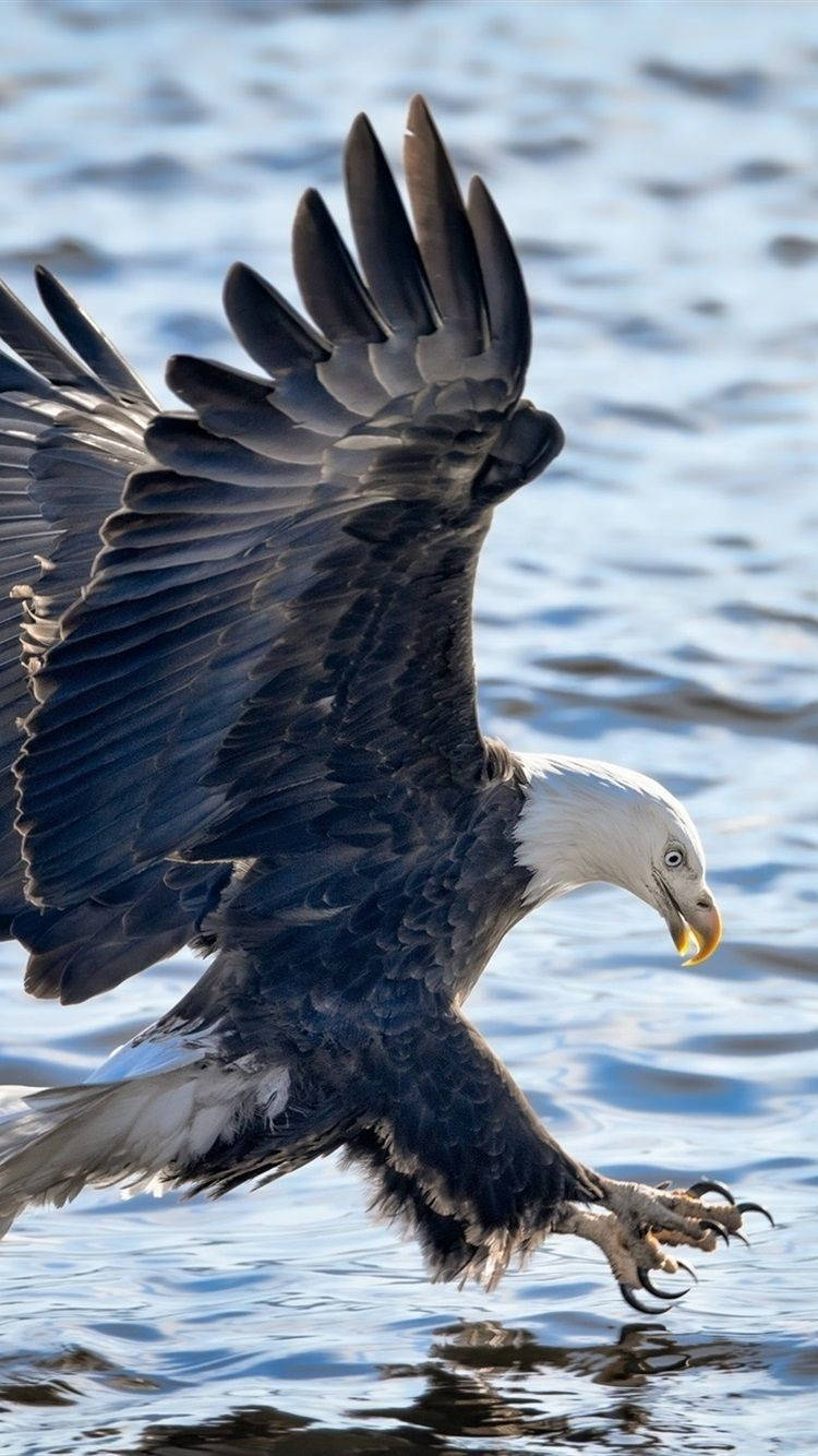 Eagle Of America Iphone Background