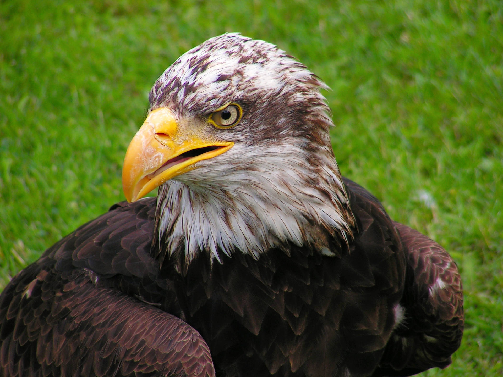 Eagle On The Green Grass Background