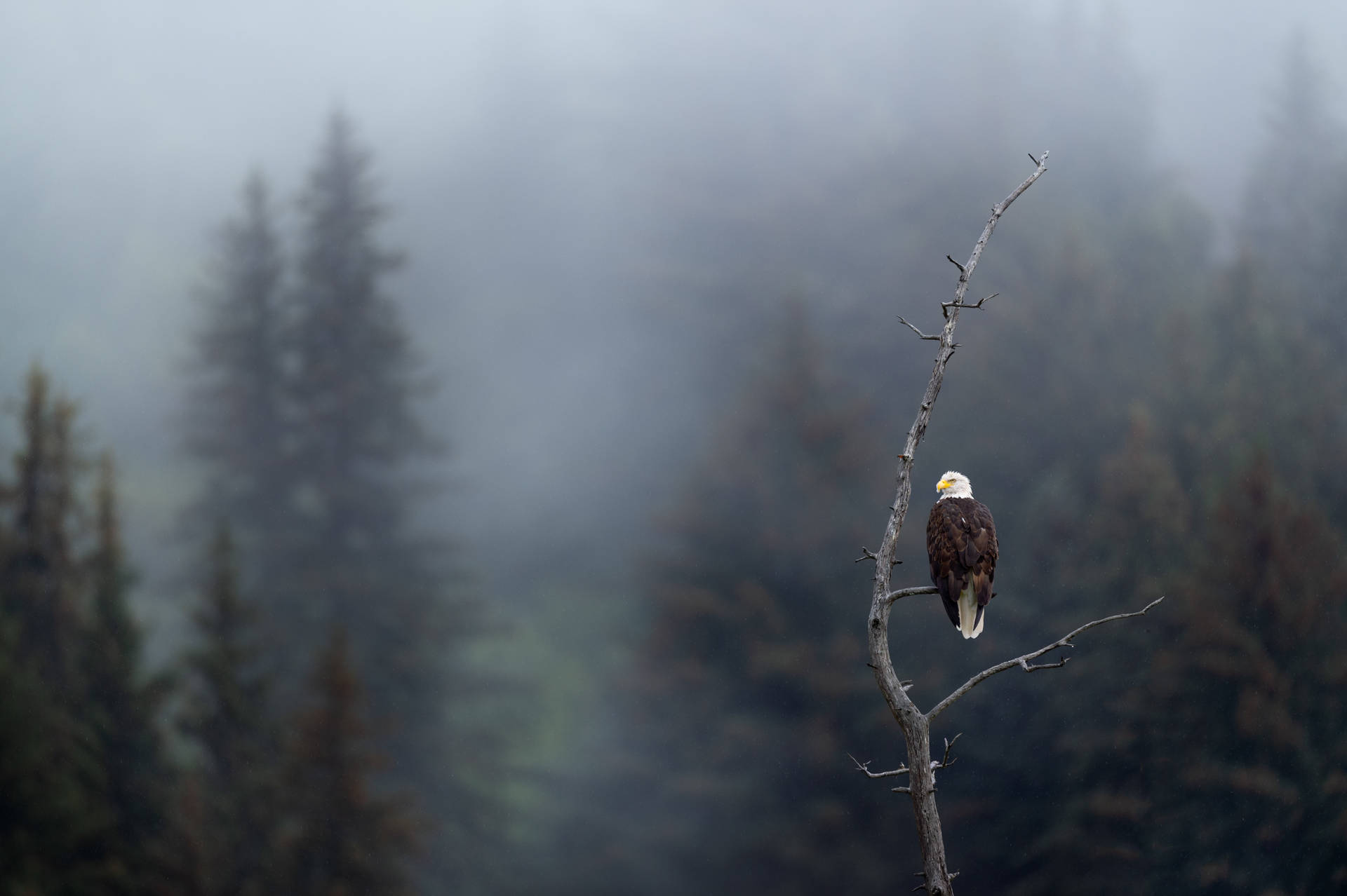 Eagle Perched On Tree Background