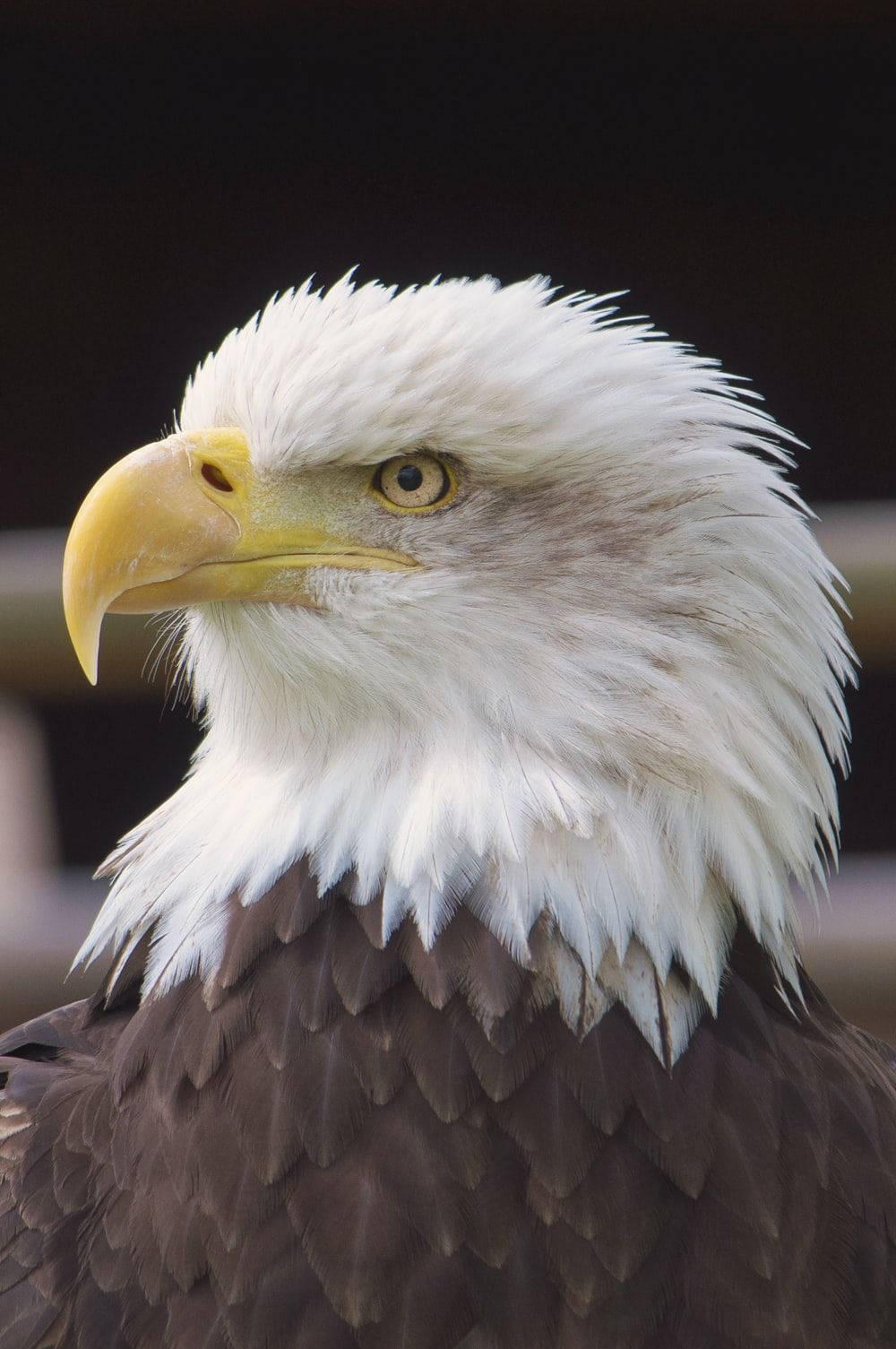 Eagle Portrait As Emblem Of America Iphone Background