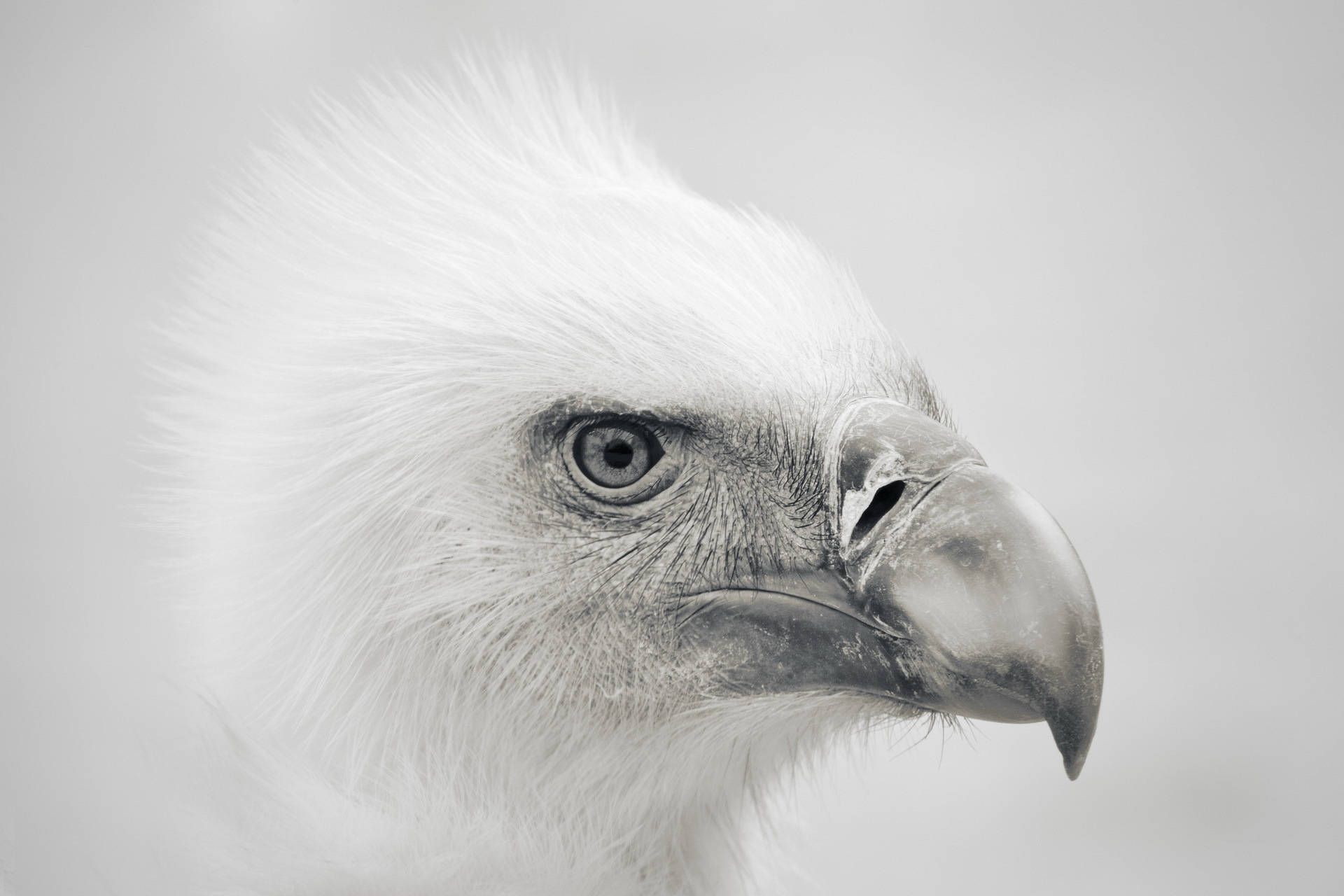Eagle's Beak White Photography Background