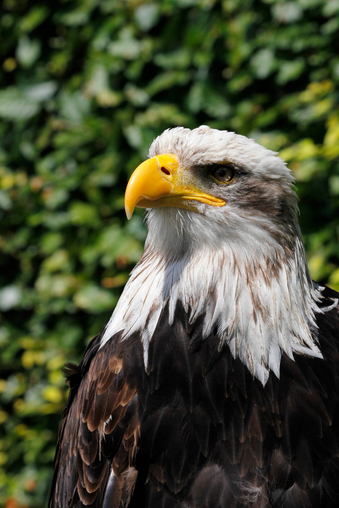 Eagle Side-profile Background