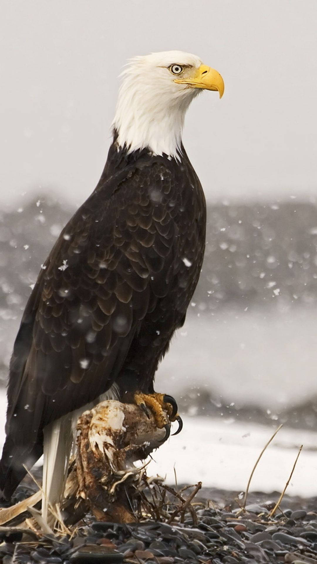 Eagle Symbol Of America Iphone Background Background