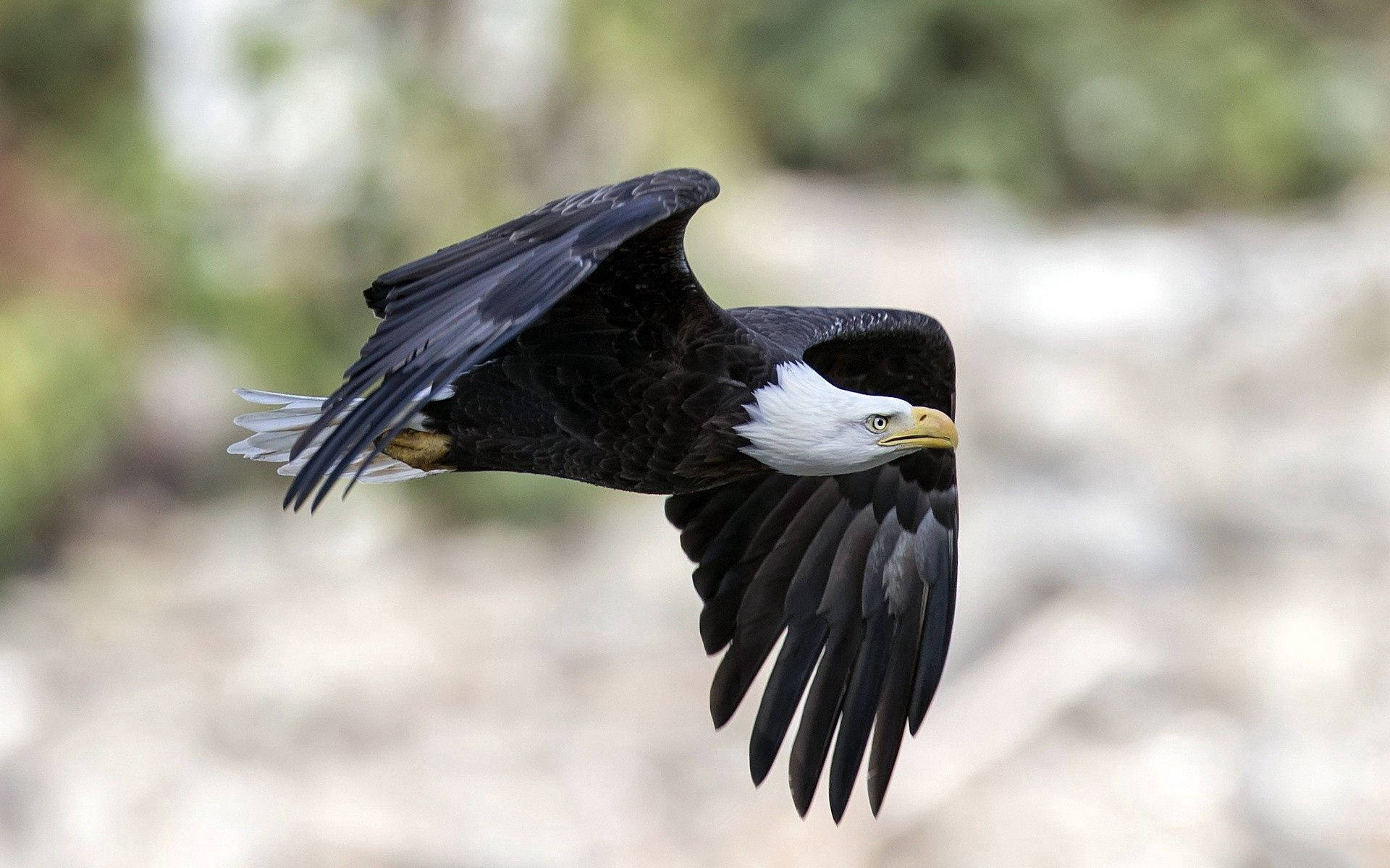 Eagle With Black Wings Background