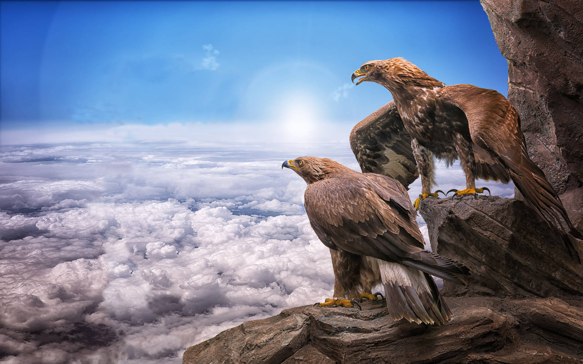 Eagles Resting Coolest Desktop Background
