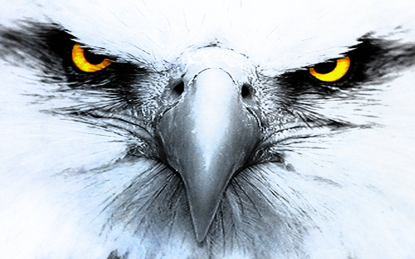Eagles Zoom Face Background