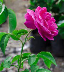 Eaglesford Pink Rose Plant