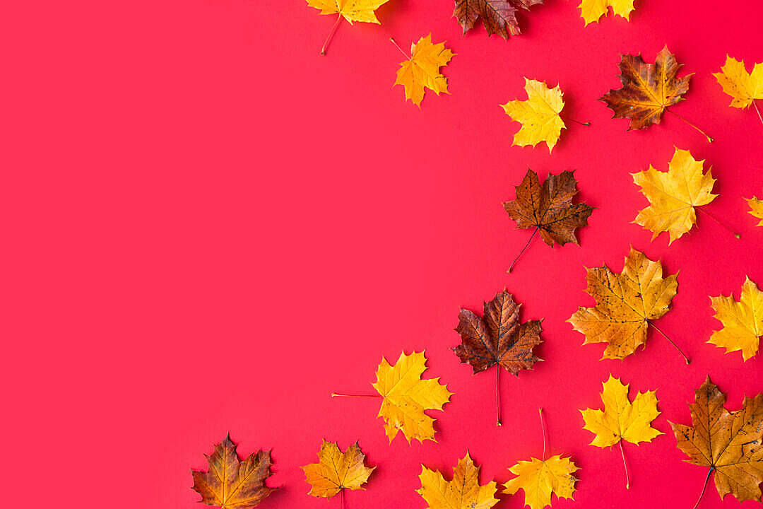 Earth Tone Leaves Beautiful Autumn Desktop Background