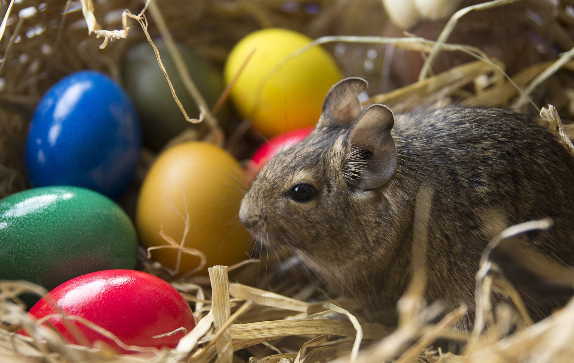 Easter Bunny And Eggs On Nest Background