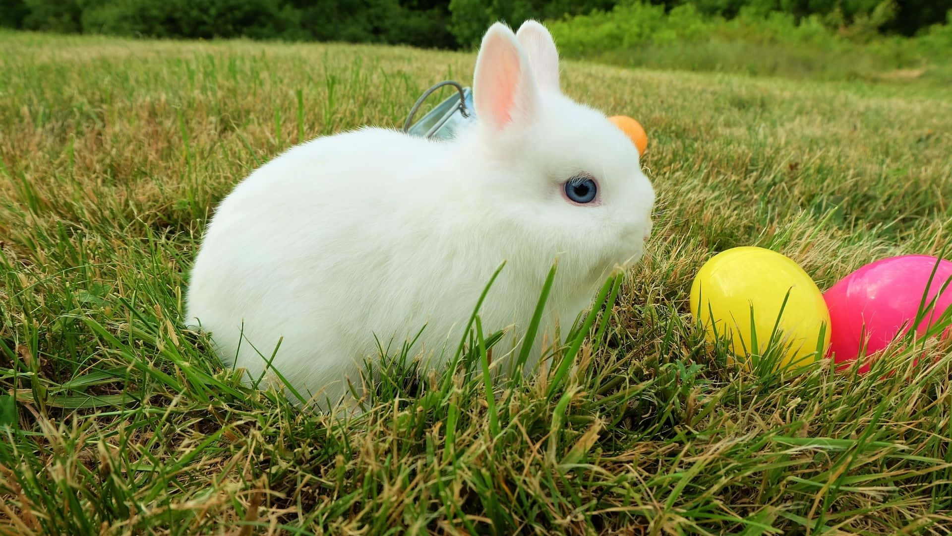 Easter Bunny Hops Into Springtime Background