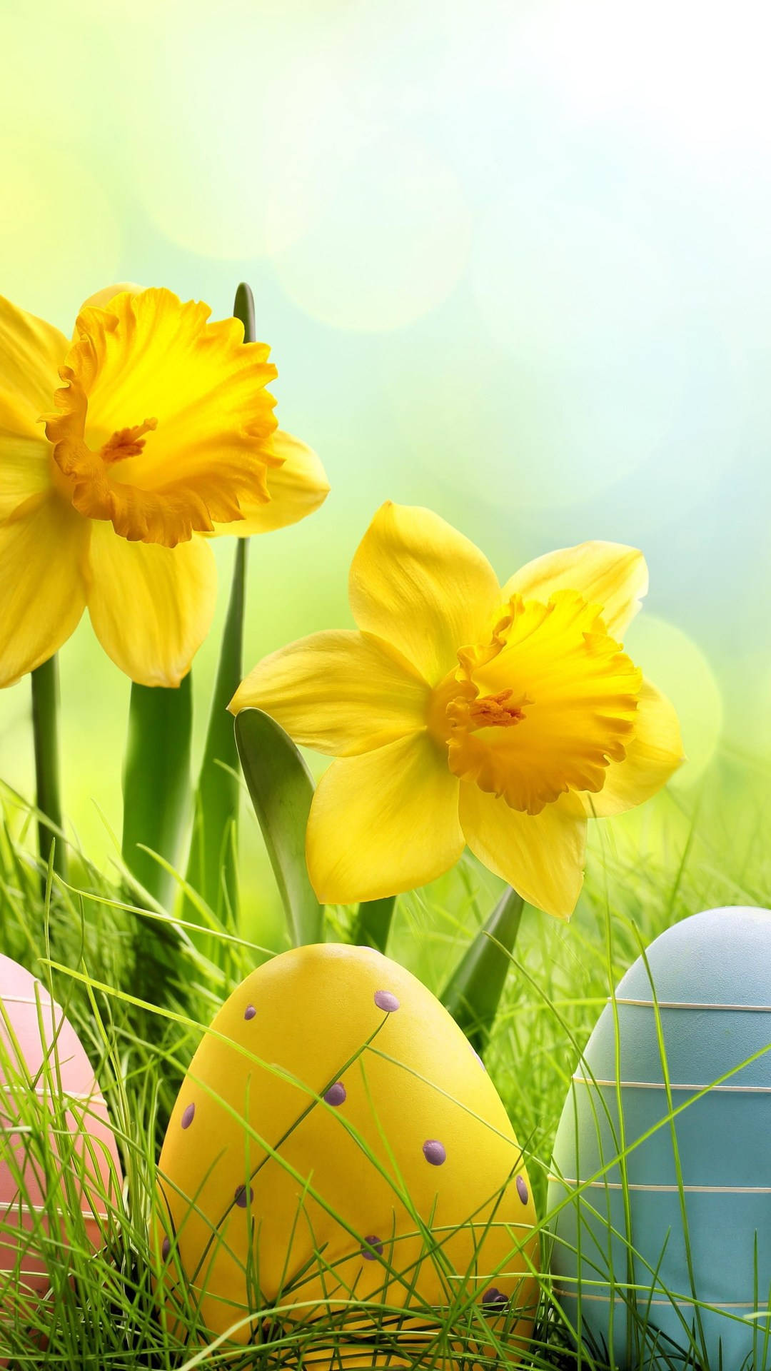 Easter Daffodils Iphone Photo