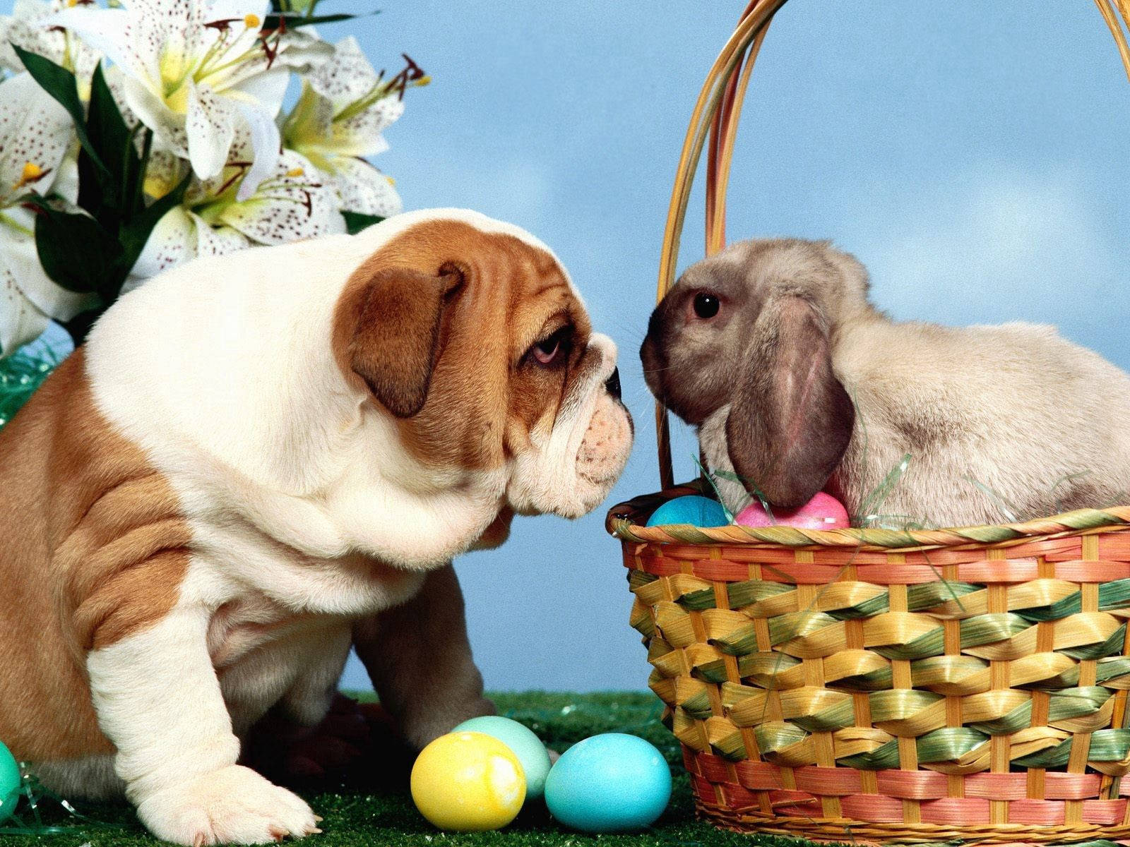Easter Eggs Bulldog And Rabbit Background