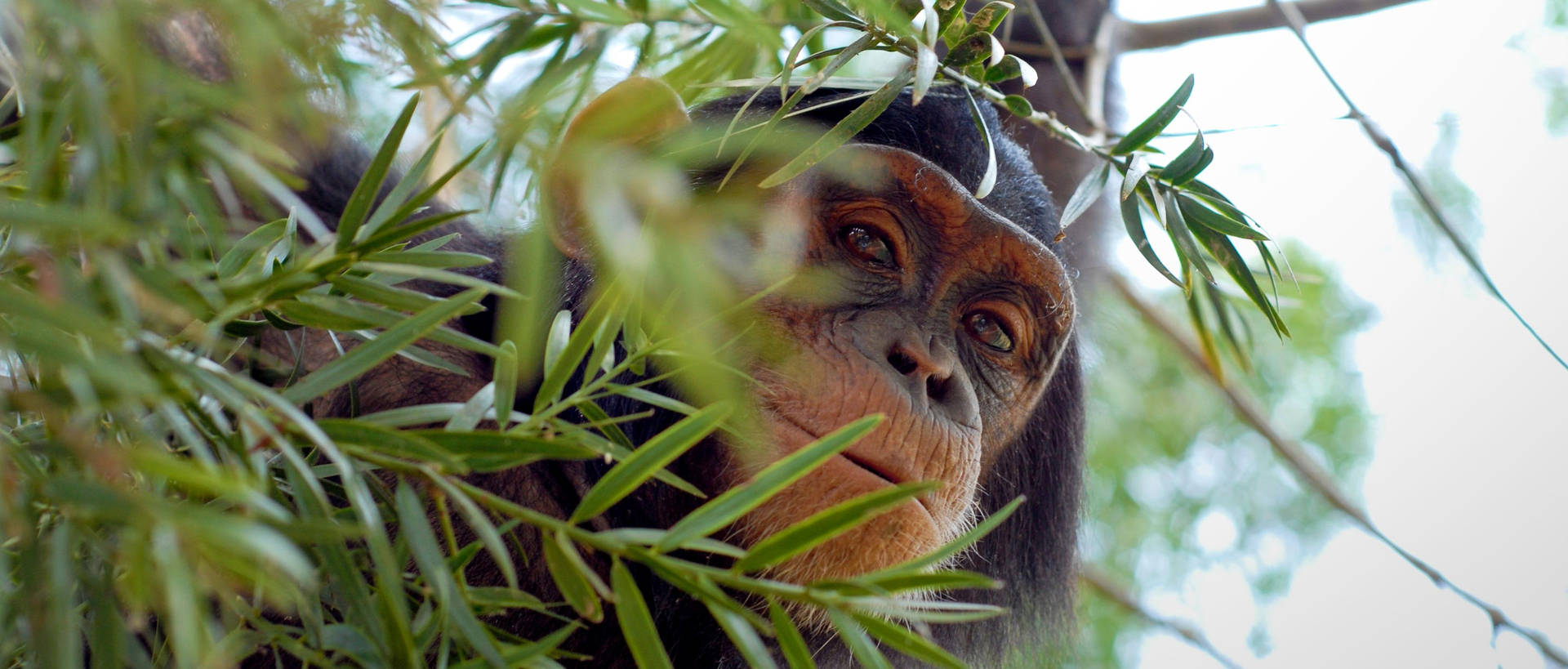 Eastern Chimpanzee Species Background
