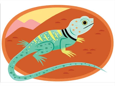 Eastern Collared Lizard Animation Background