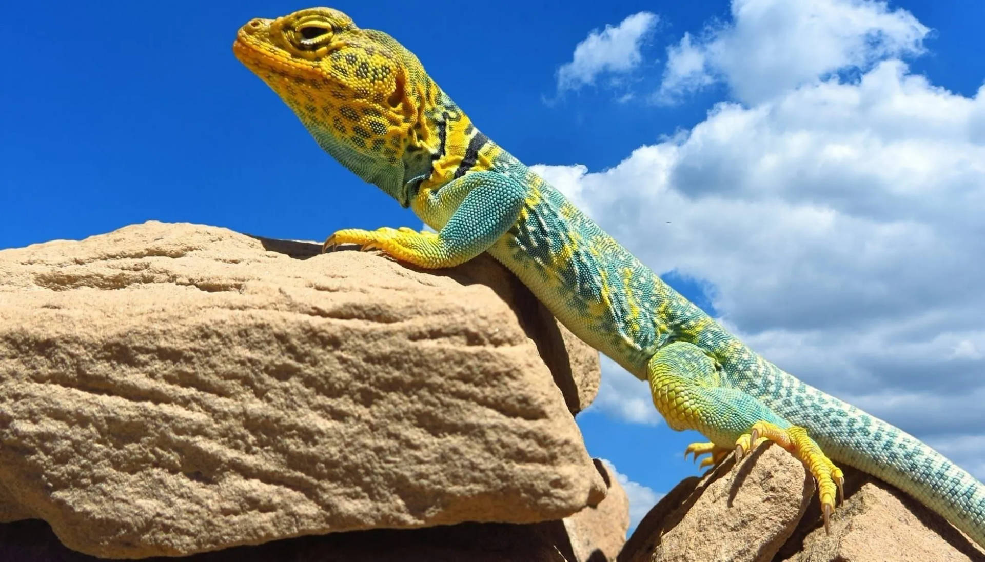 Eastern Collared Lizard Cloudy Blue Sky Background