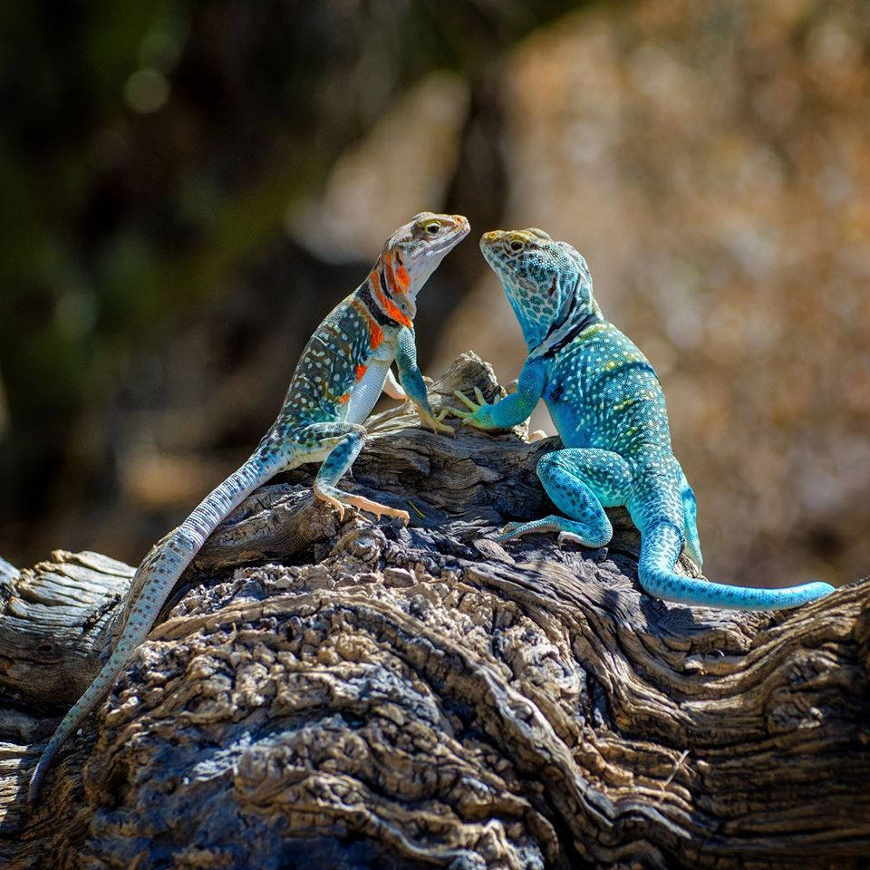 Eastern Collared Lizard Couple Background