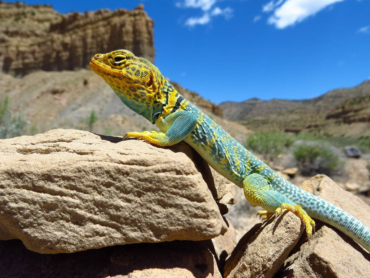 Eastern Collared Lizard During Daylight