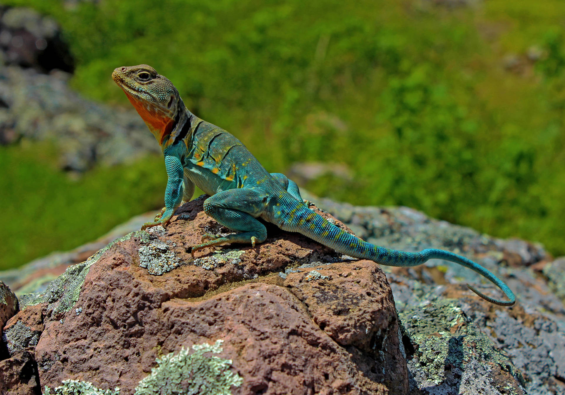 Eastern Collared Lizard Facing The Other Side Background