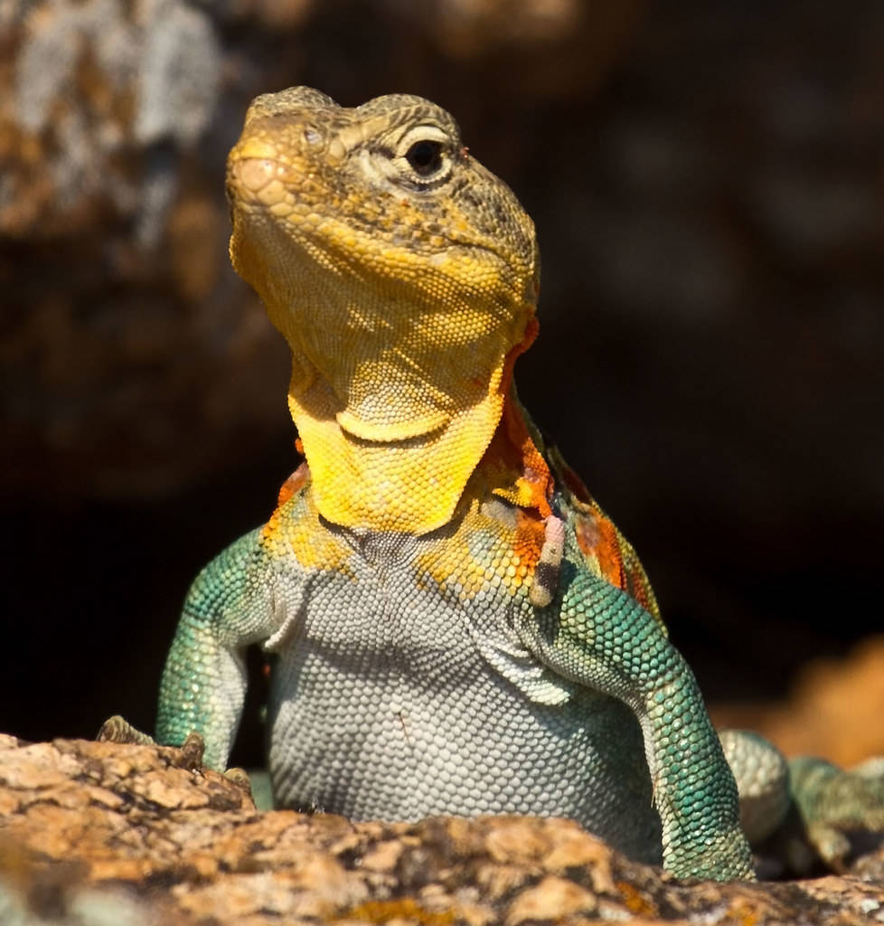 Eastern Collared Lizard Hd Look