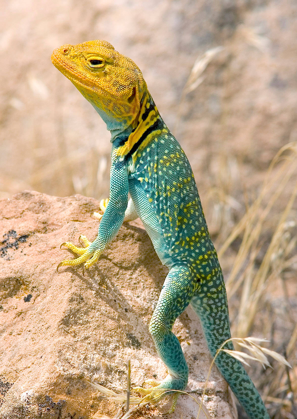 Eastern Collared Lizard Looking Background