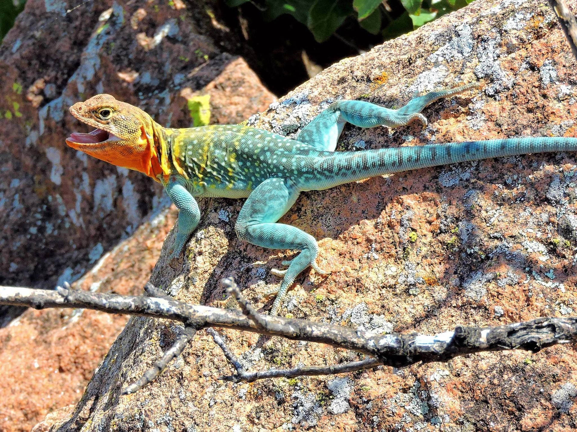 Eastern Collared Lizard Mouth Open Background