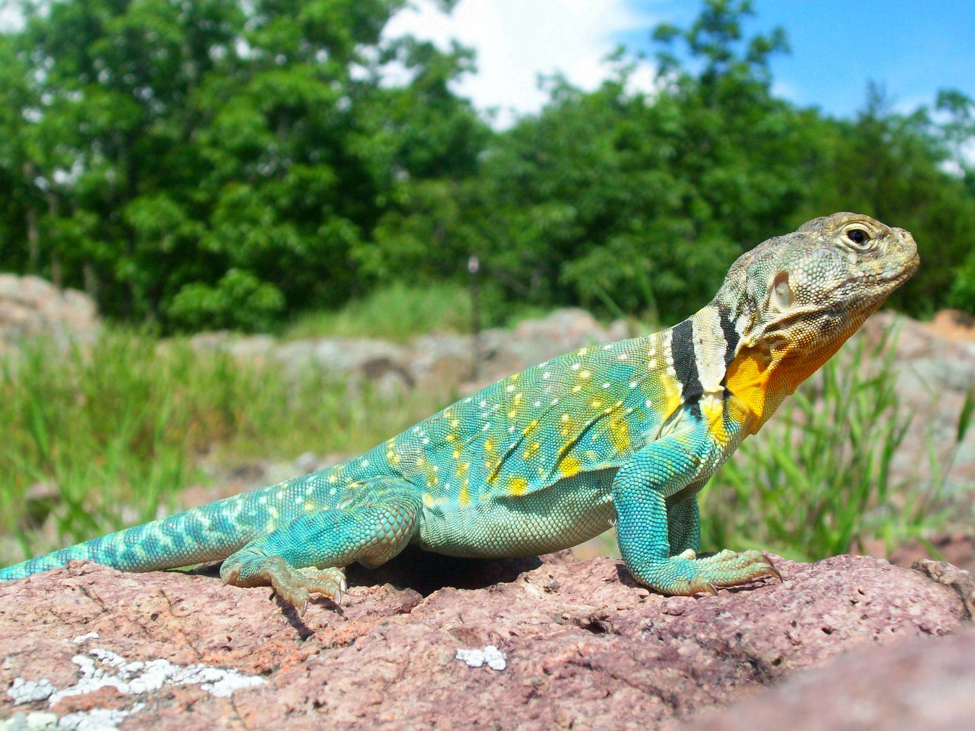 Eastern Collared Lizard On Ground Background