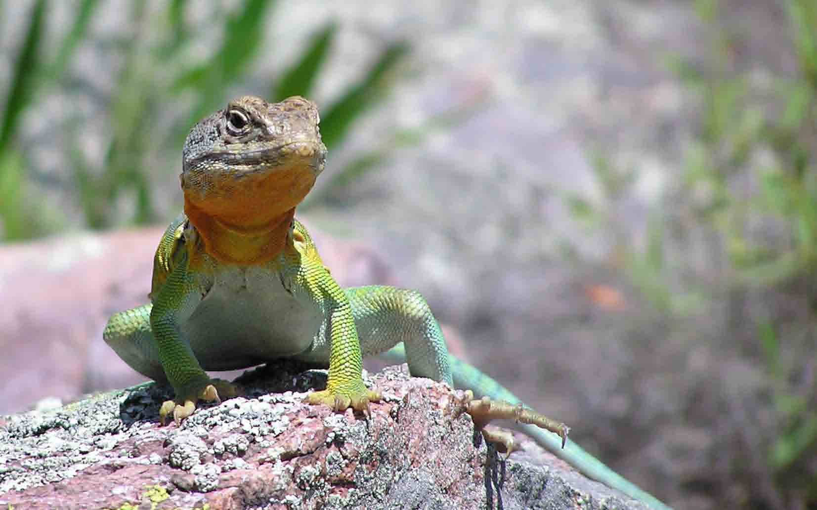 Eastern Collared Lizard On Rock Background