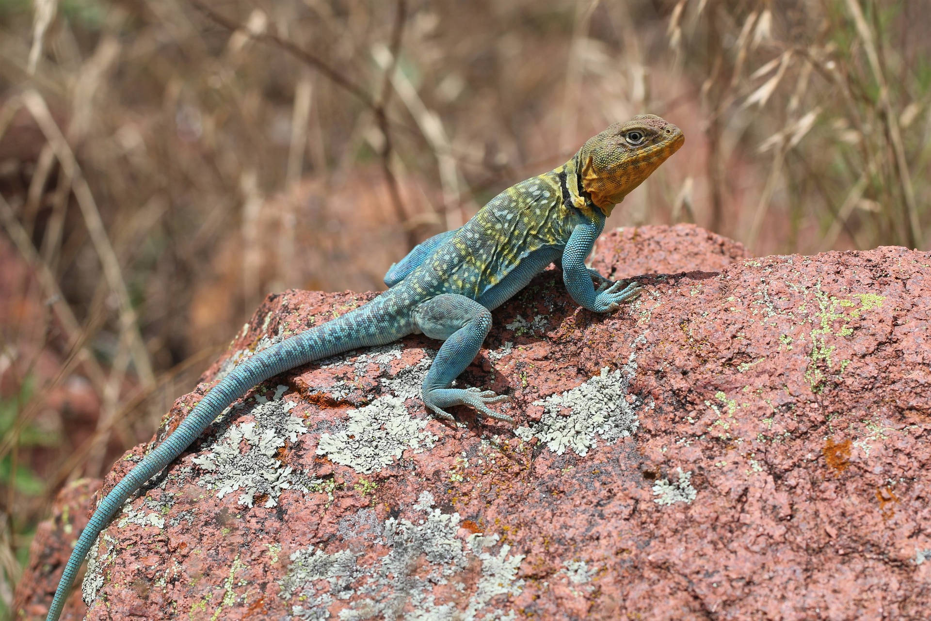 Eastern Collared Lizard Reddish Rock Background