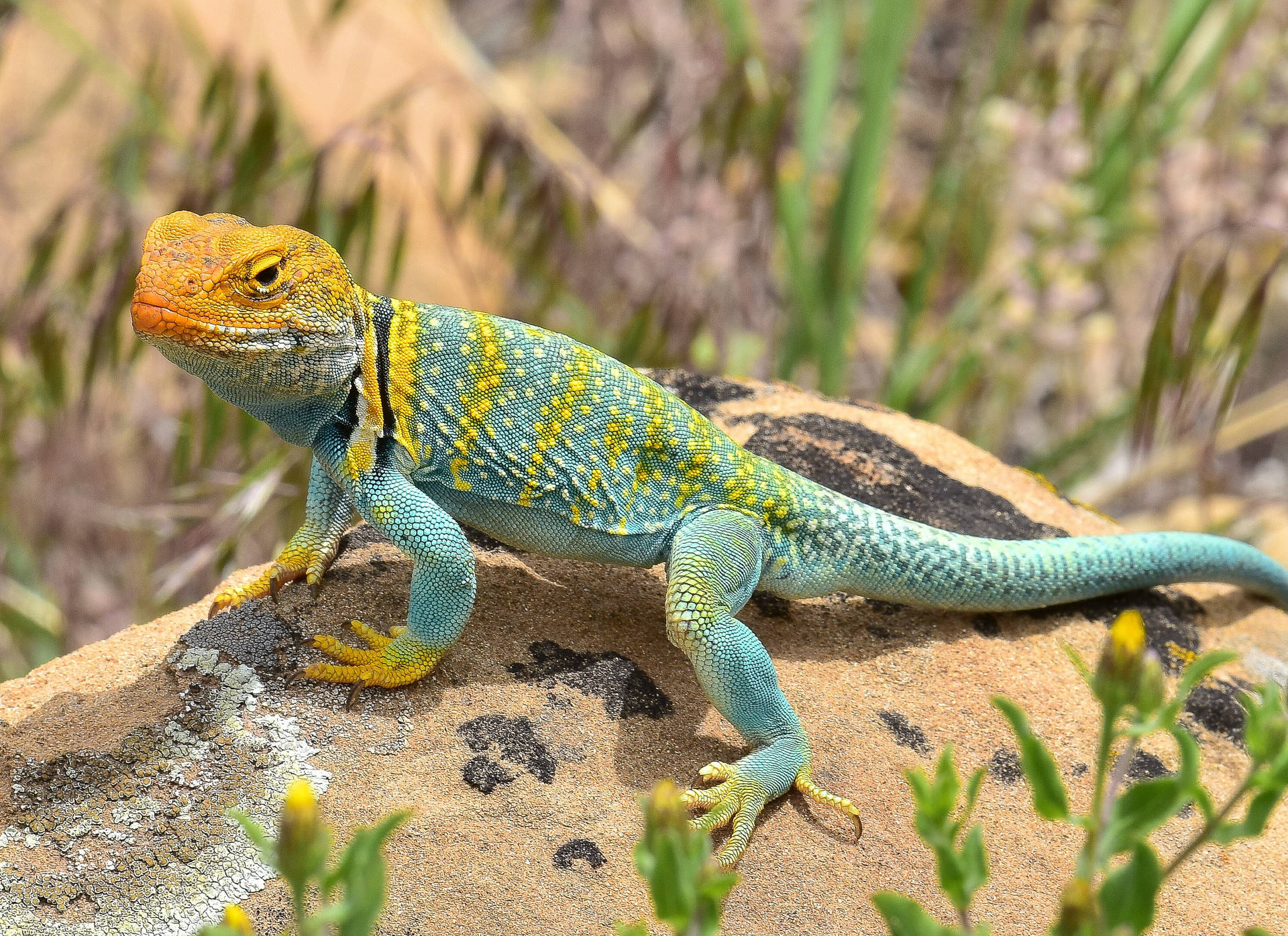 Eastern Collared Lizard