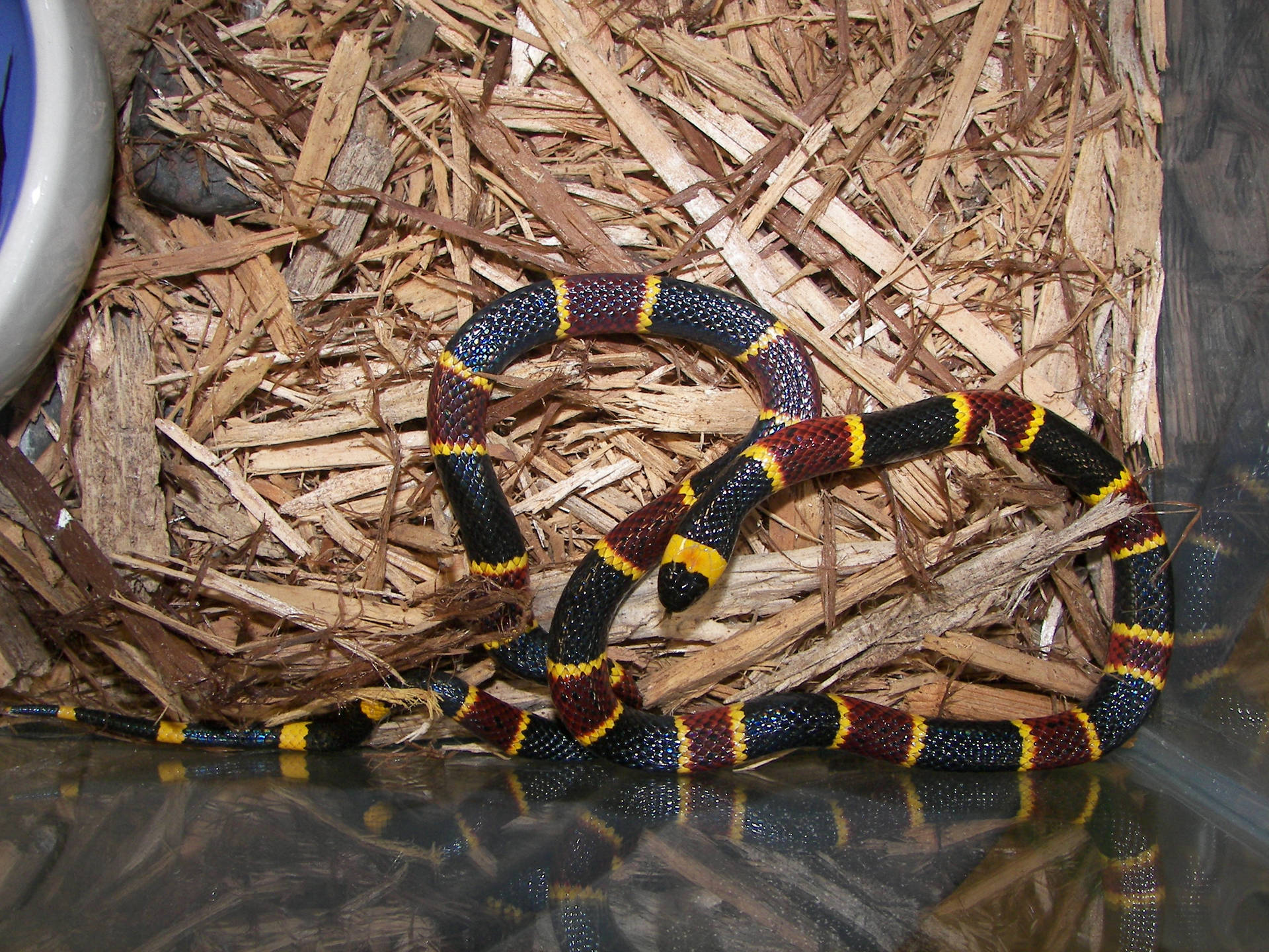 Eastern Coral Snake On Glass Cage Background