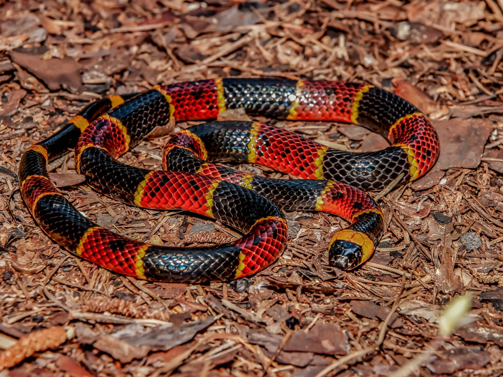 Eastern Coral Snake Resting On Dried Plants