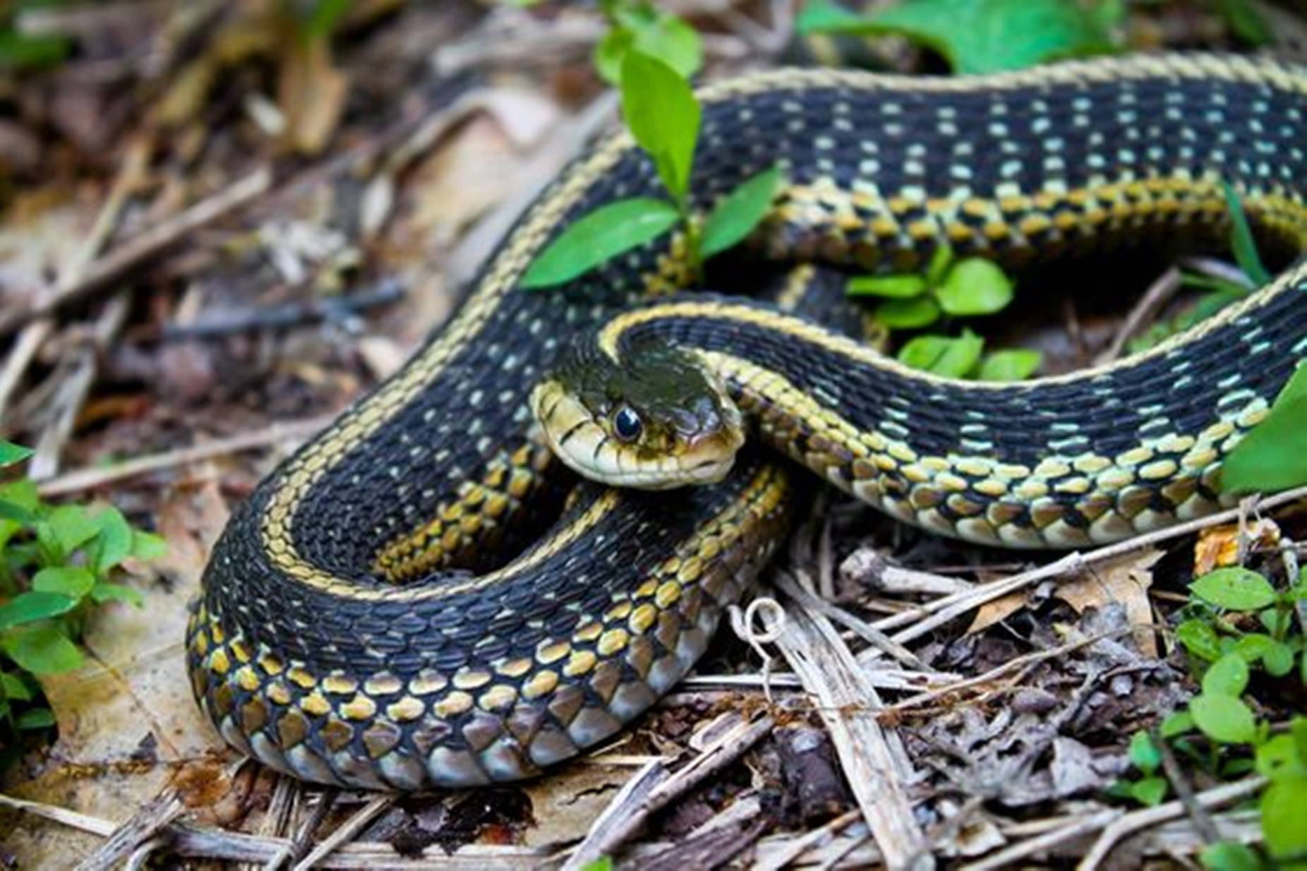 Eastern Garter Snake Background