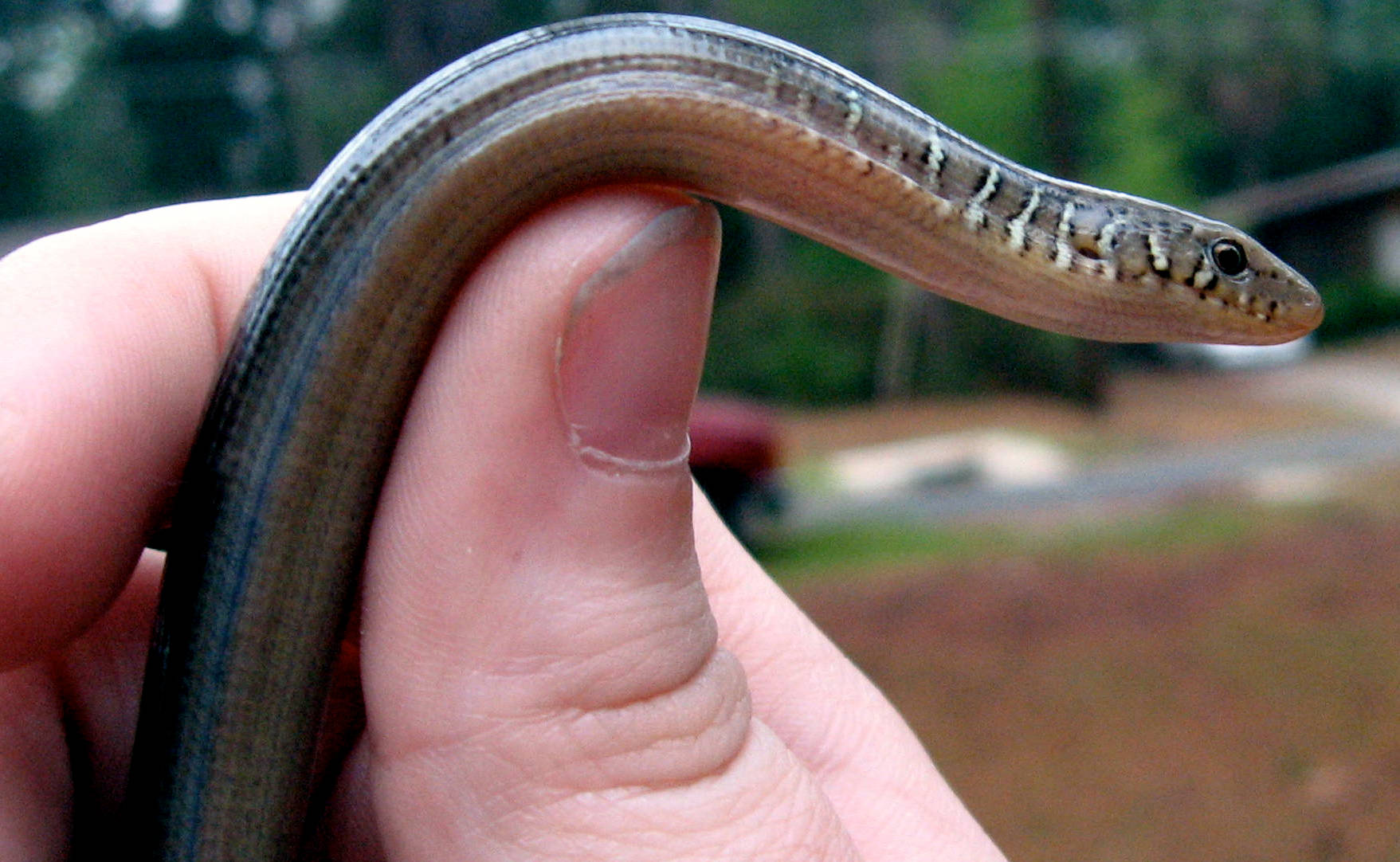 Eastern Glass Lizard Close-up