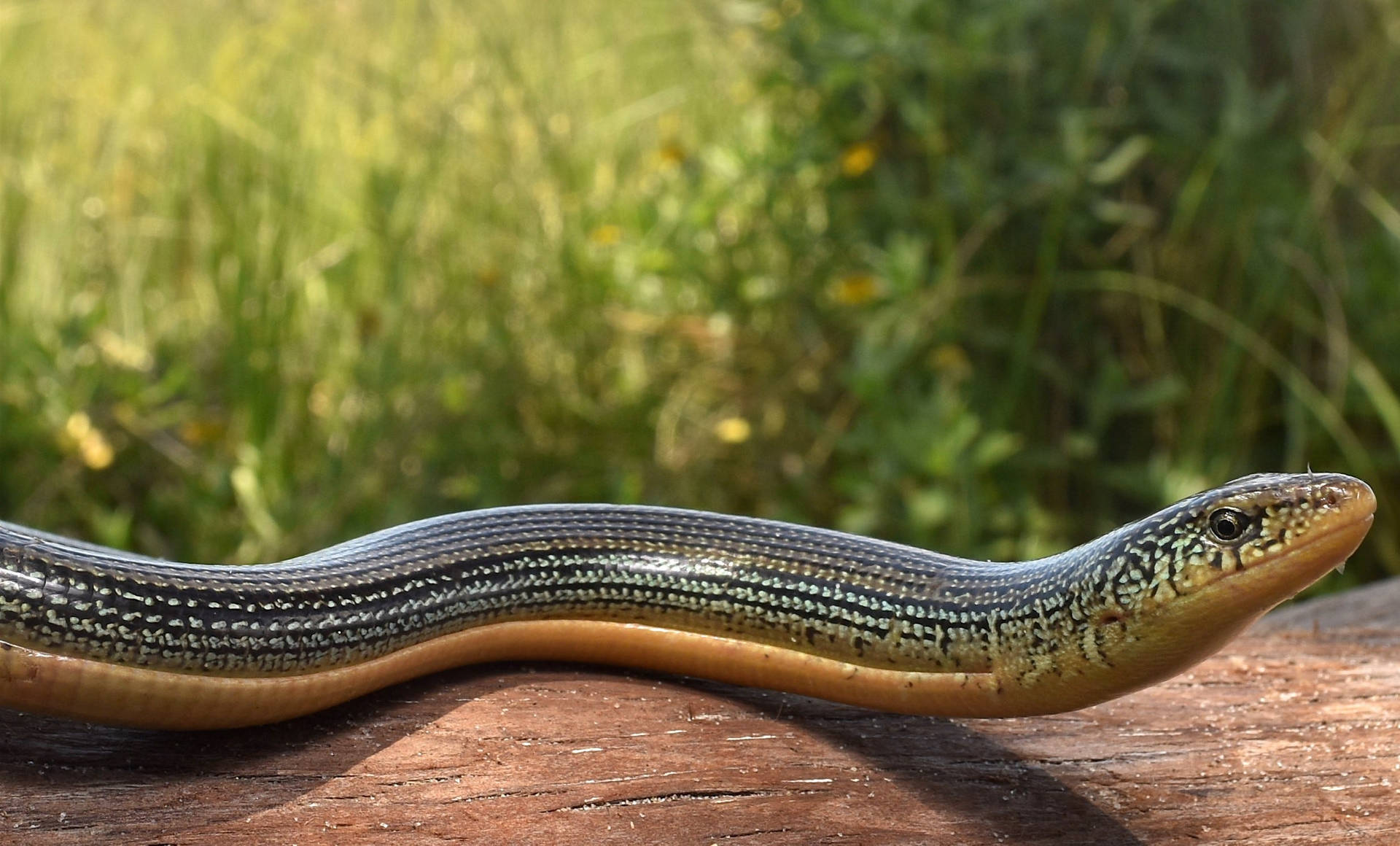 Eastern Glass Lizard On A Log Branch Background