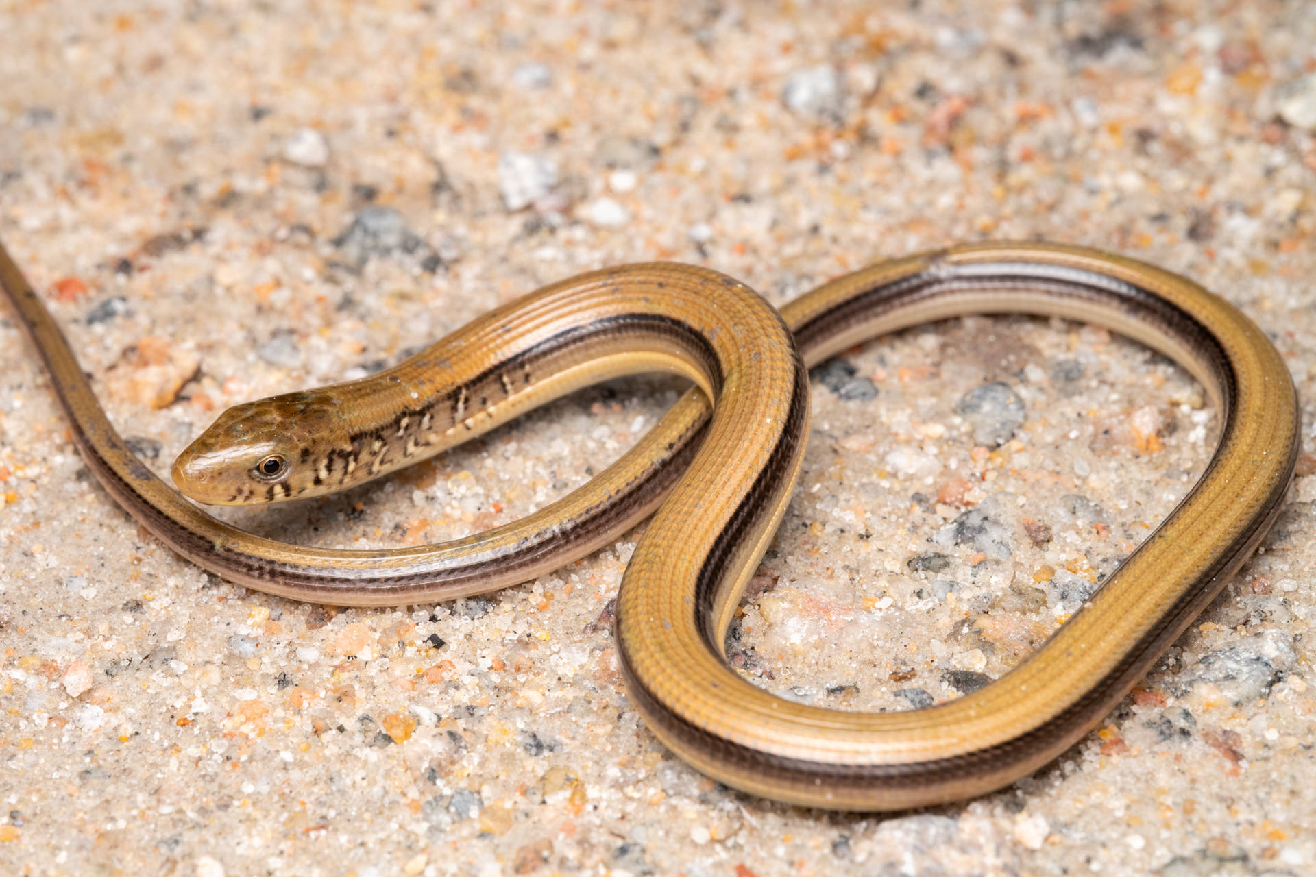 Eastern Glass Lizard On Pebbly Surface Background