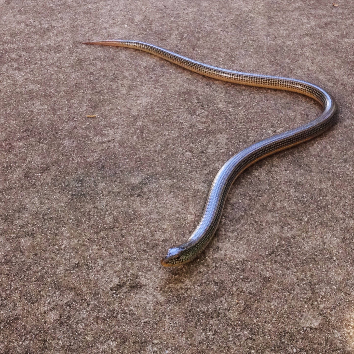 Eastern Glass Lizard On Sandy Surface