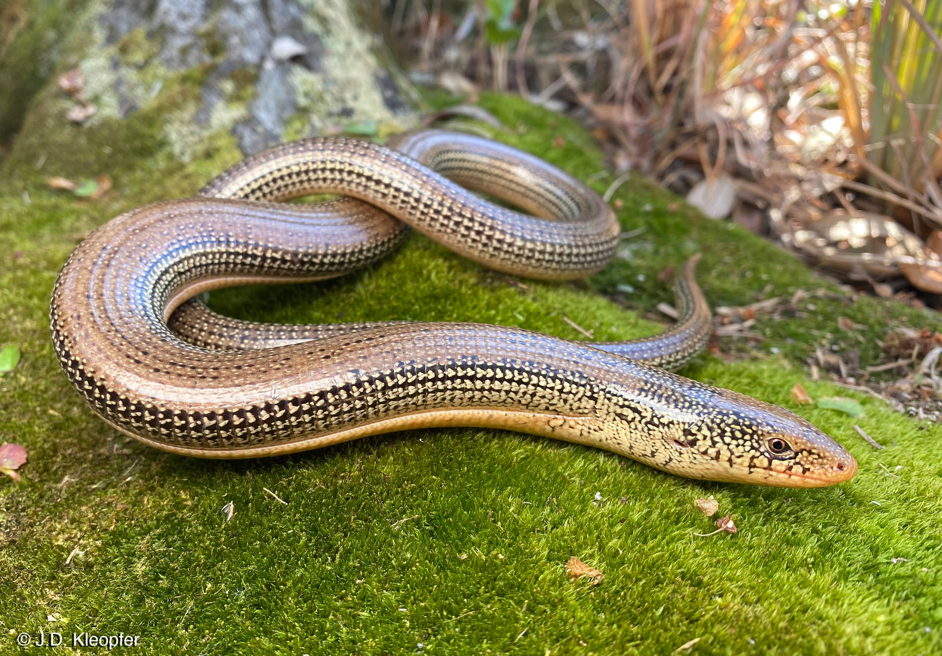 Eastern Glass Lizard Rests On Mossy Root Background