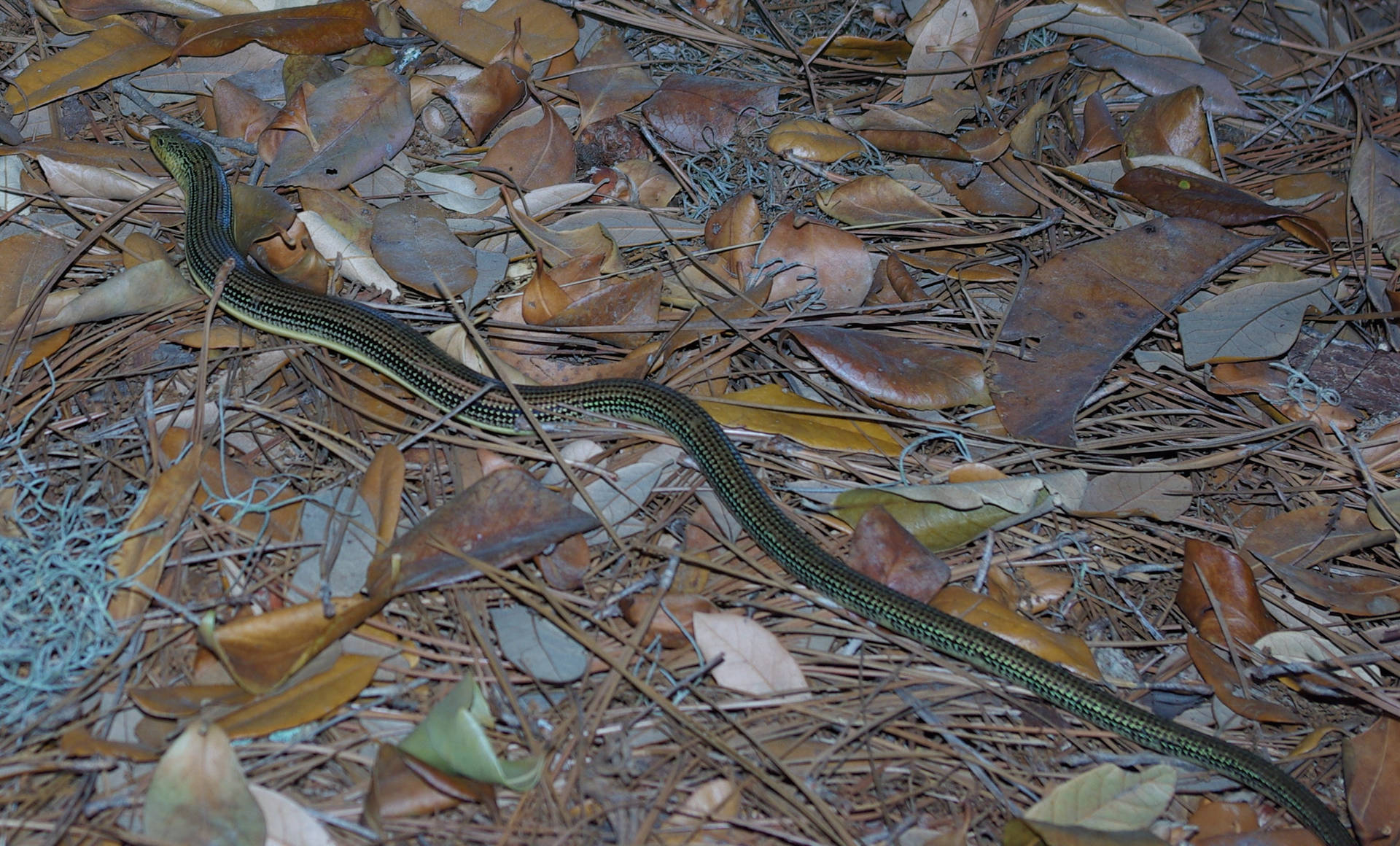 Eastern Glass Lizard Sliding Across Leaves Background