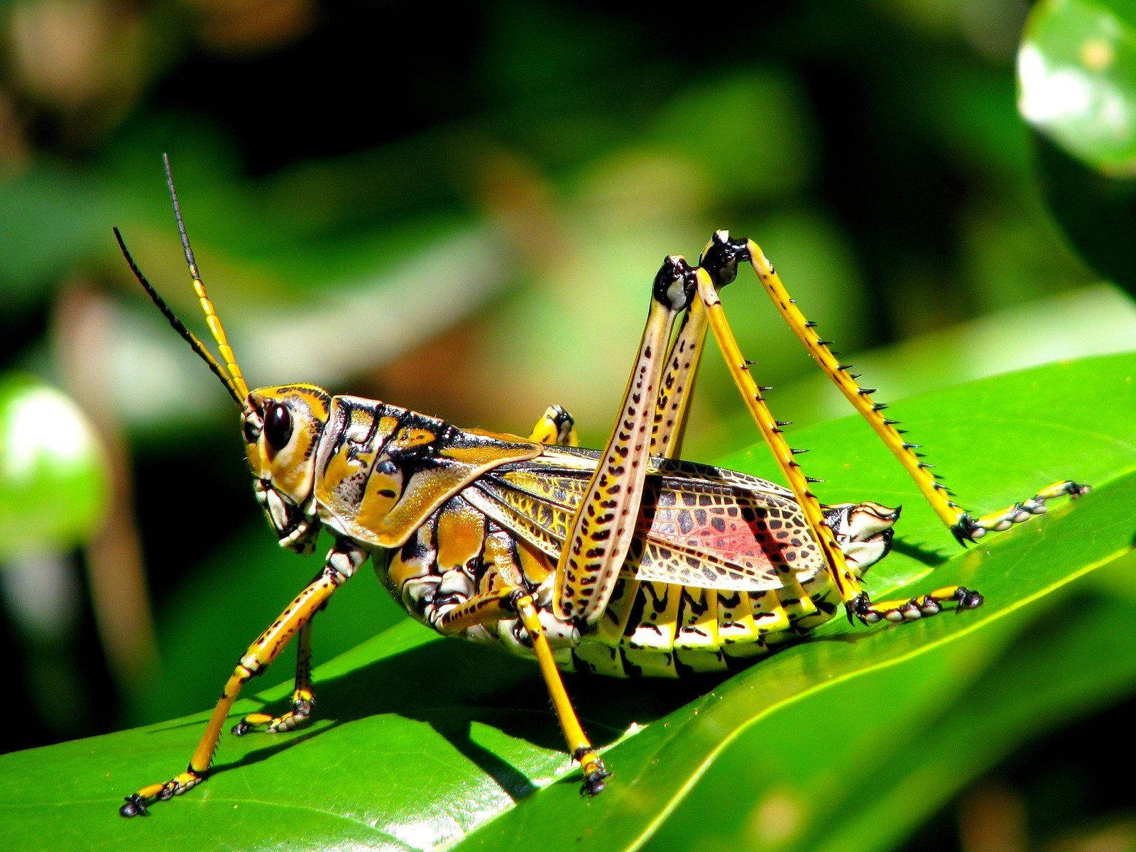 Eastern Lubber Grasshopper Background