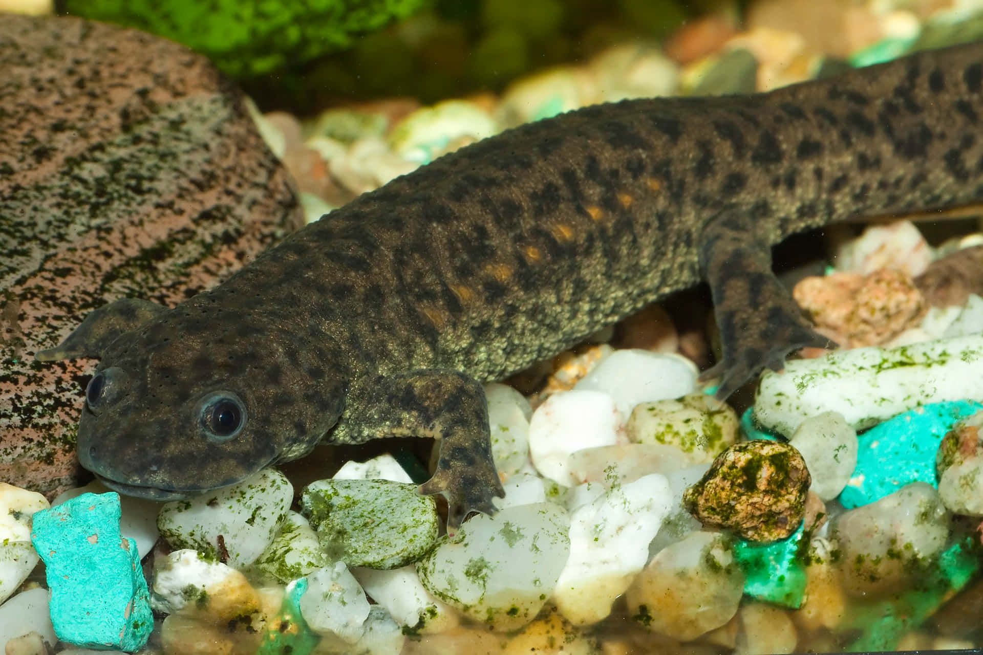 Eastern Newt On Aquarium Gravel.jpg Background