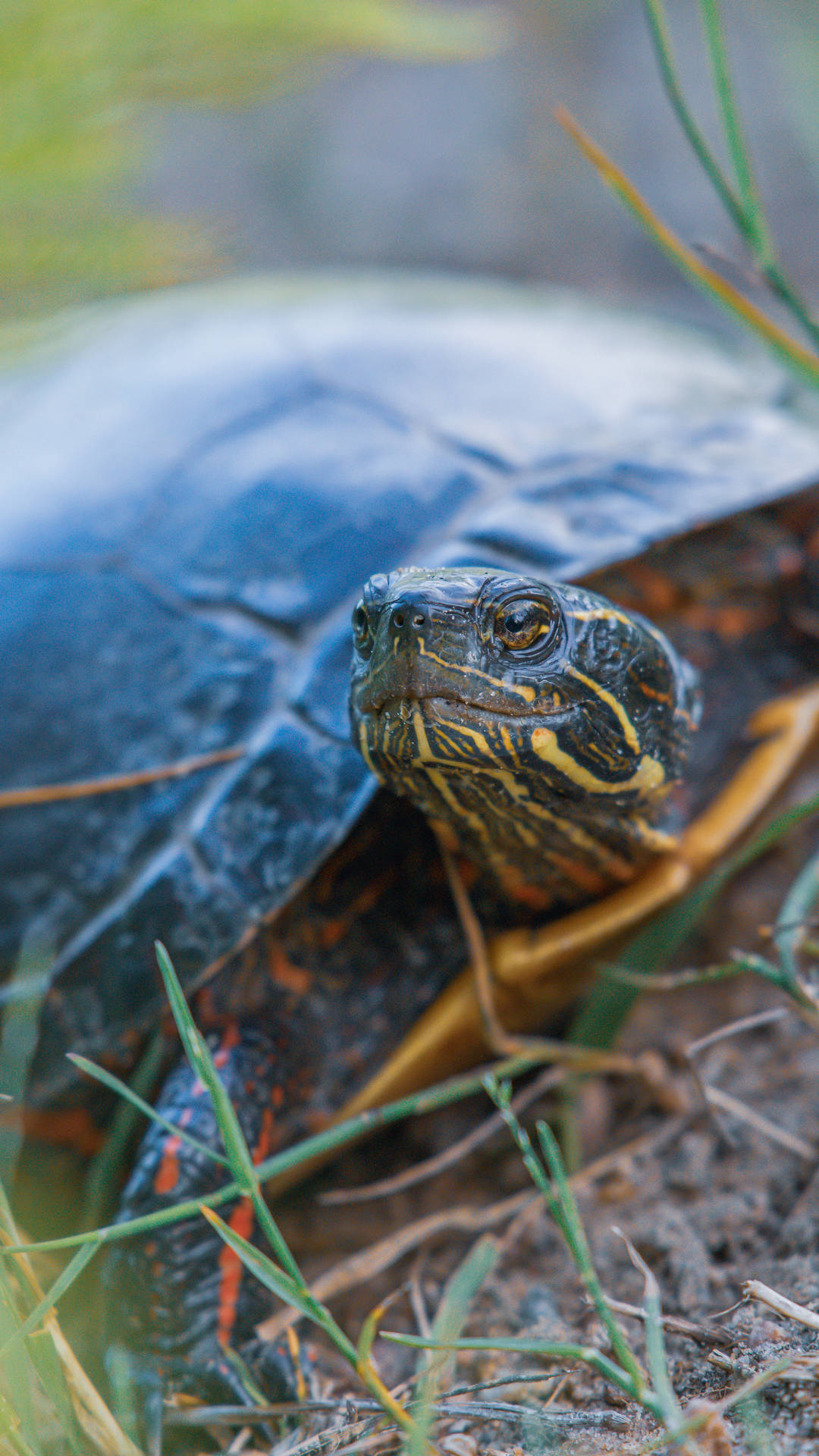 Eastern Painted Water Turtle Close Up Photography Background