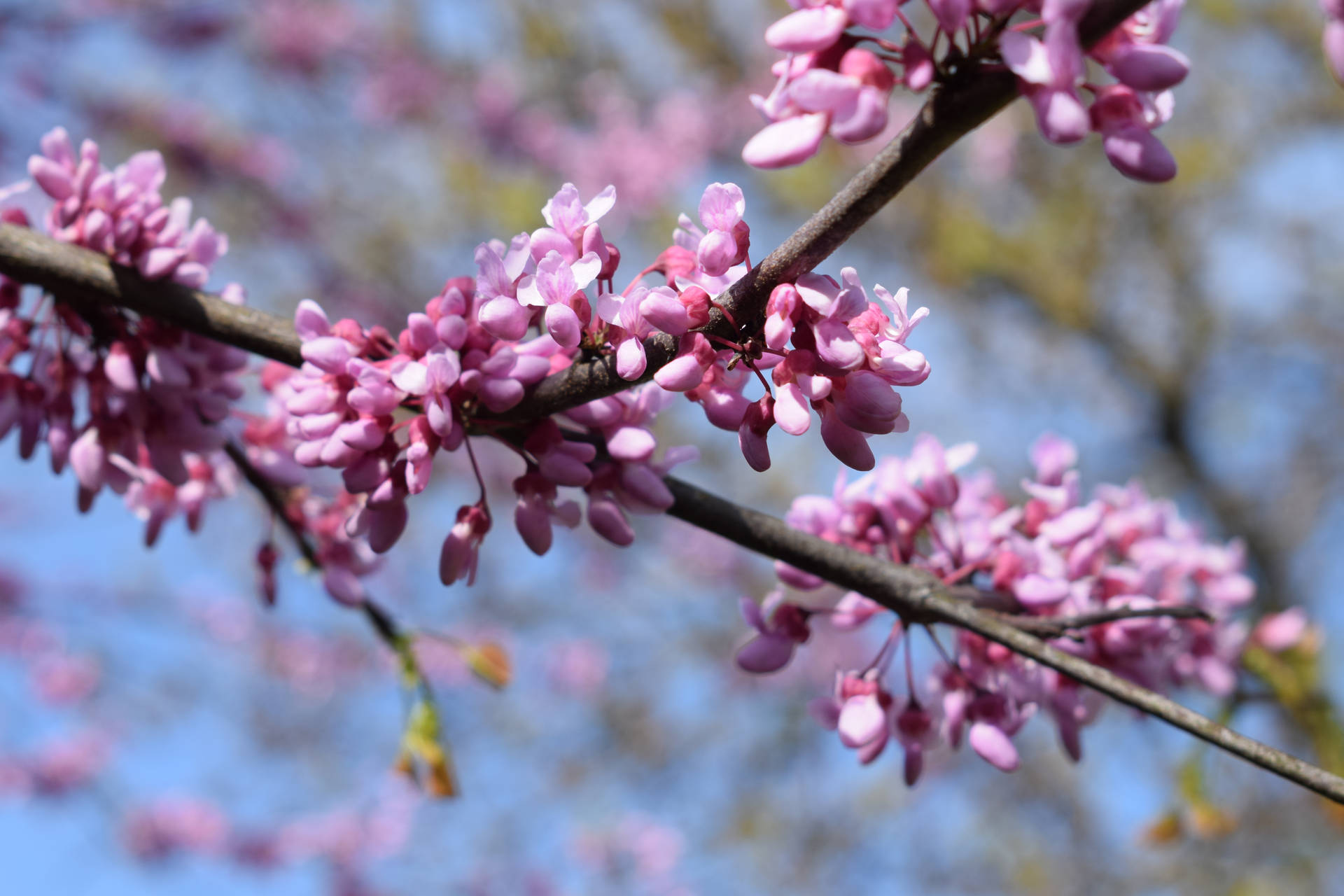 Eastern Redbud In Lithuania