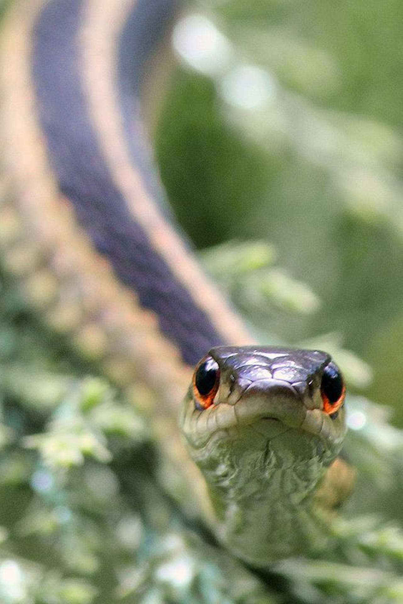 Eastern Ribbon Garter Snake